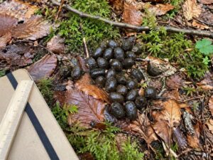 Natürlicher Waldboden mit Wildtierspuren zwischen Laub und Zweigen