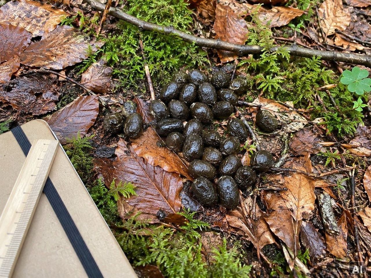 Natürlicher Waldboden mit Wildtierspuren zwischen Laub und Zweigen