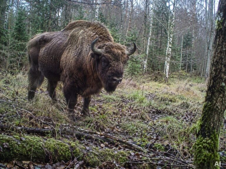 Ein Wisent, in herbstlicher Umgebung, bei leichtem Nebel, im Wald