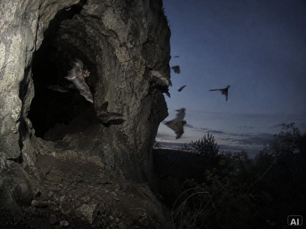 Mehrere Fledermäuse, in der Dämmerung