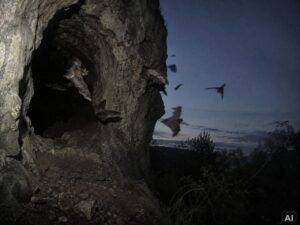 Mehrere Fledermäuse, in der Dämmerung