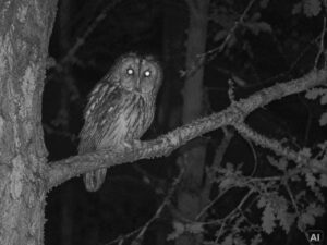 Eine Eule, bei Nacht, im Wald