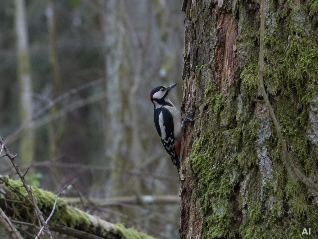 Thematische Wildlife-Szene zu „Spechte beobachten und bestimmen“