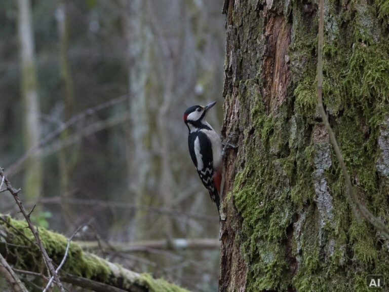 Thematische Wildlife-Szene zu „Spechte beobachten und bestimmen“