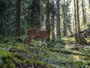 Thematische Wildlife-Szene zu „Wildtiere beobachten im Nationalpark Schwarzwald“