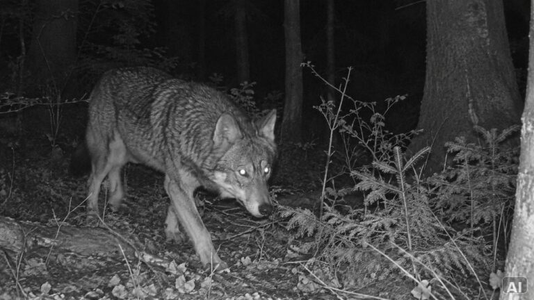 Wolf in einer nächtlichen Waldszene