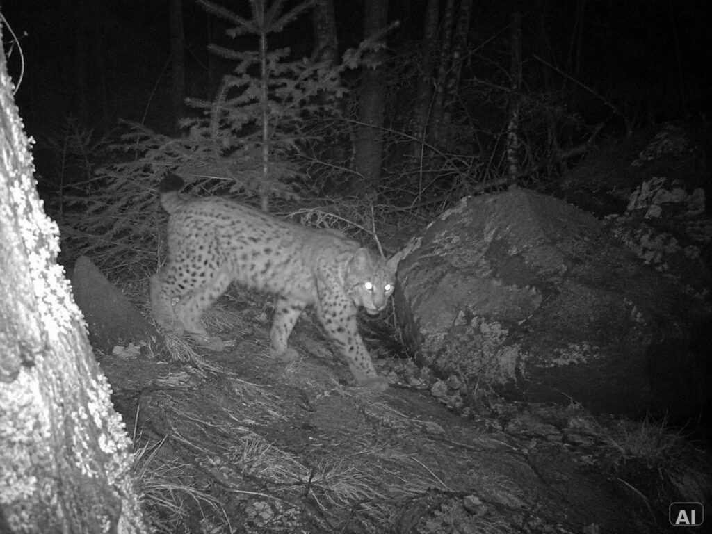 Wildtier auf einem Waldweg in einer nächtlichen Infrarot-Szene