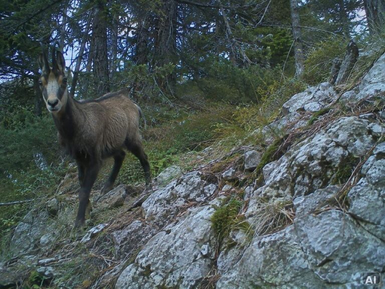 Wildtier an einem felsigen Waldhang bei Tageslicht