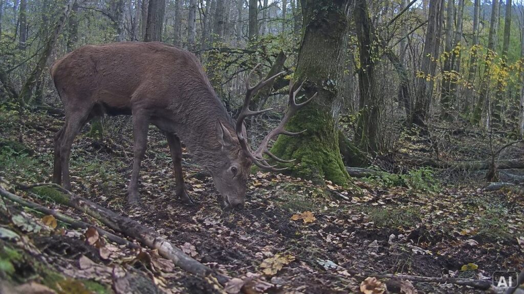 Hirschart in einem Wald bei Tageslicht
