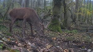 Hirschart in einem Wald bei Tageslicht