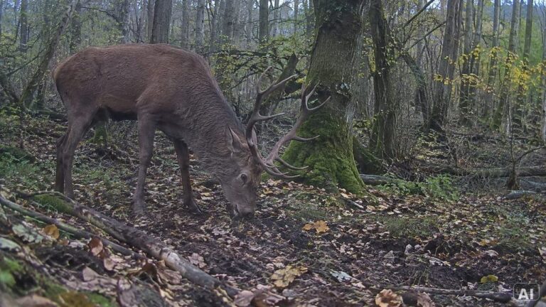 Hirschart in einem Wald bei Tageslicht