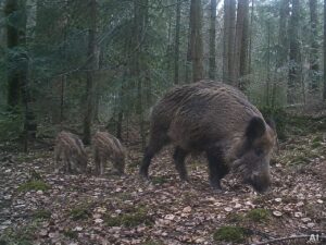 Wildschweine im Wald bei Tageslicht