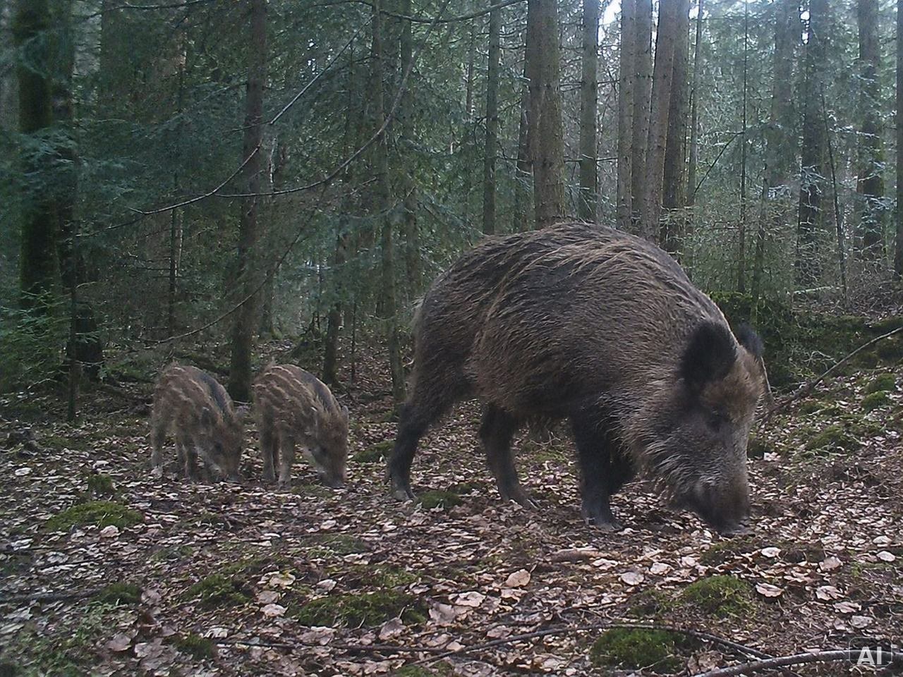 Wildschweine im Wald bei Tageslicht
