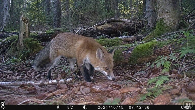 Fuchs auf einem Waldweg bei Tageslicht