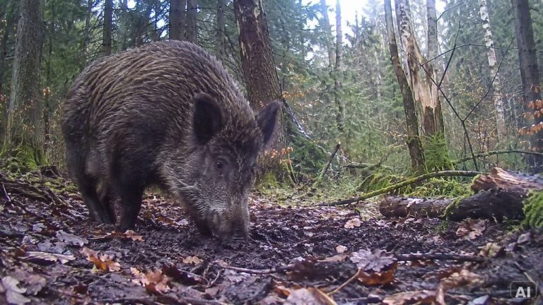 Wildschwein nah an einer bodennahen Kamera
