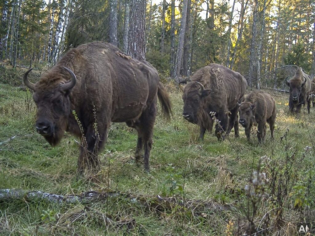 Wildschweine auf einem Waldweg